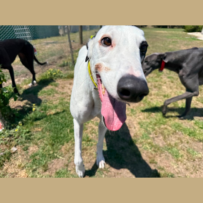 Photo of Otis