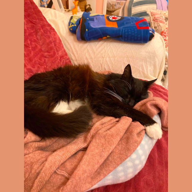 Photo of Assisted Rehome   Henry