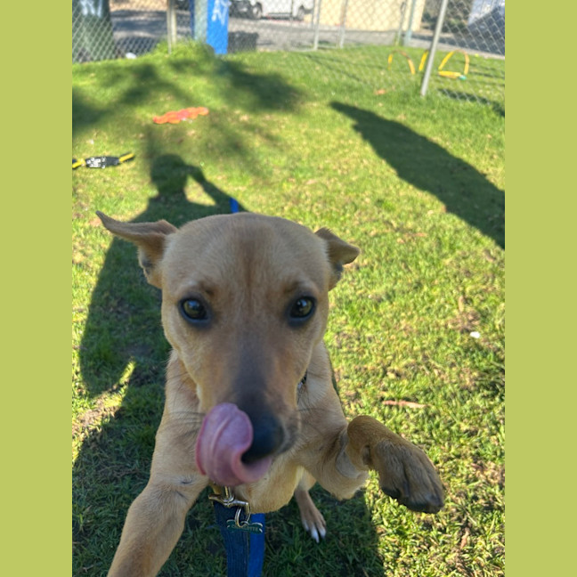Photo of Twinkie