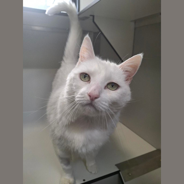 Photo of Tofu
