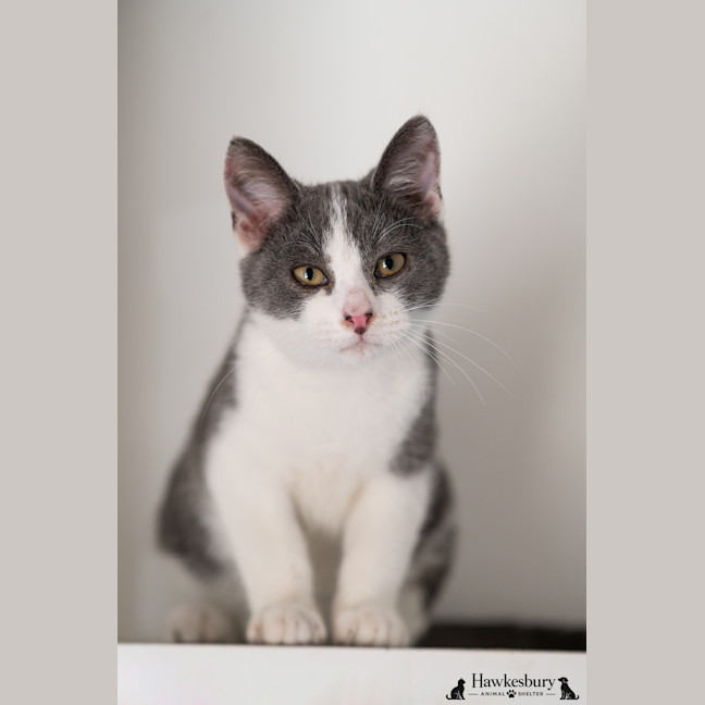 Photo of Miles
