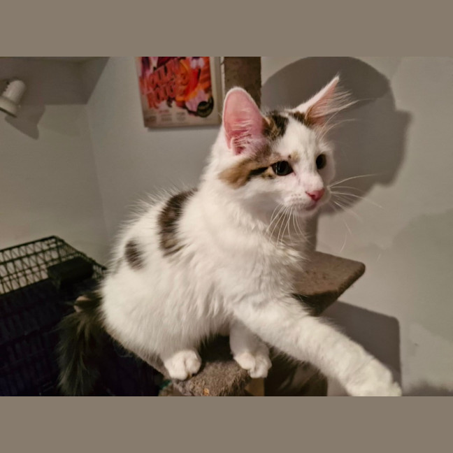 Photo of Rocco