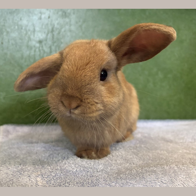 Photo of Oscar