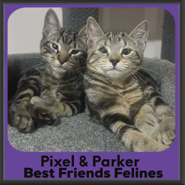 Photo of Pixel & Parker
