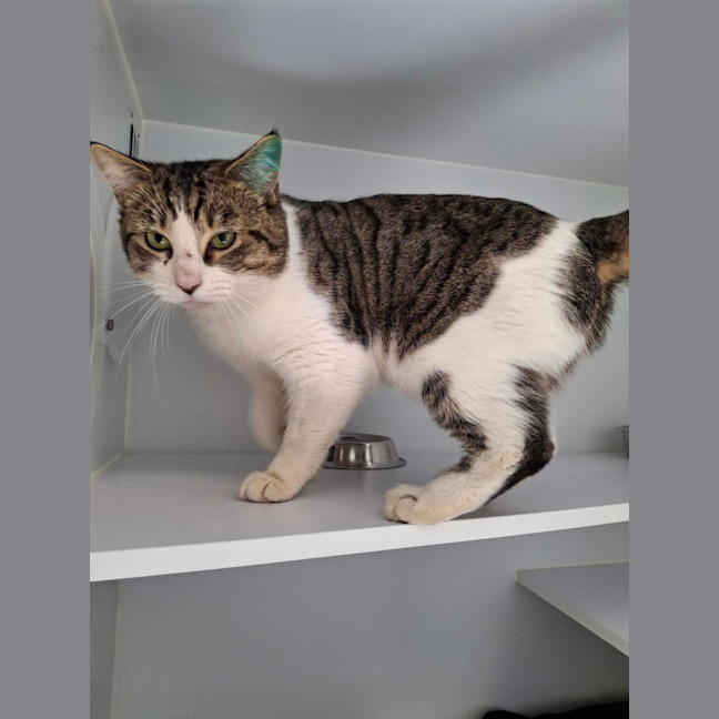 Photo of Caspian