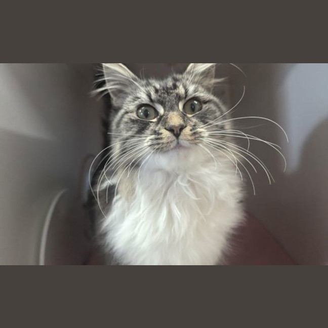 Photo of Fluffy