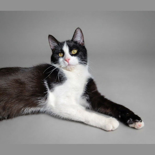Photo of Felix