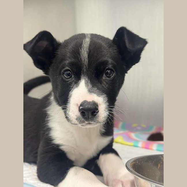 Photo of Dora