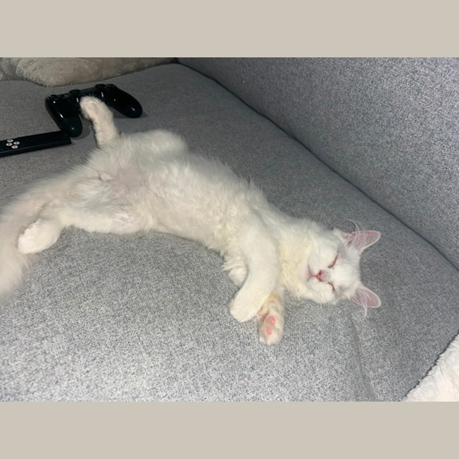 Photo of Marie   12 Week Old Ragdoll X