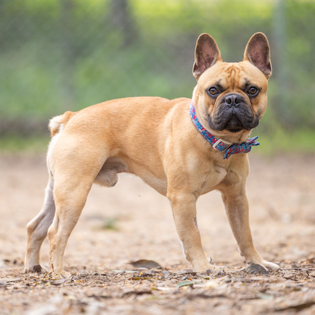 Photo of Tank