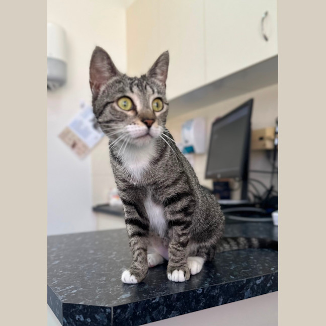 Photo of Luna And Star 