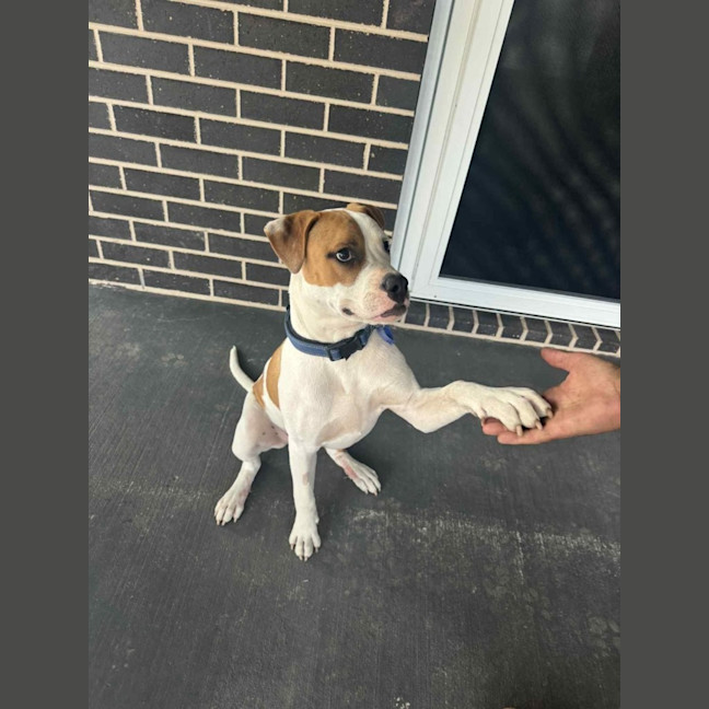 Photo of Marty   7 Month Old American Bulldog X