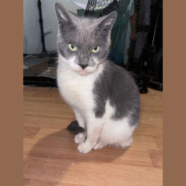 Photo of Harvey