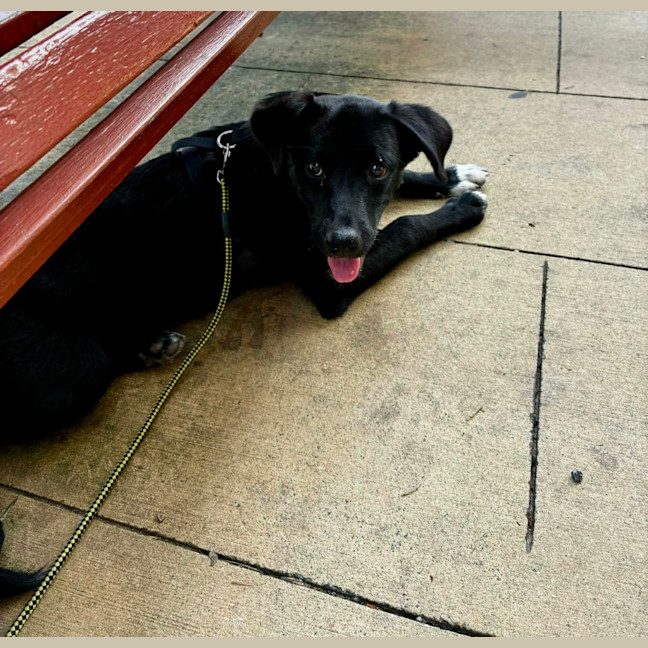 Photo of Jemima   5 Month Old Border Collie X