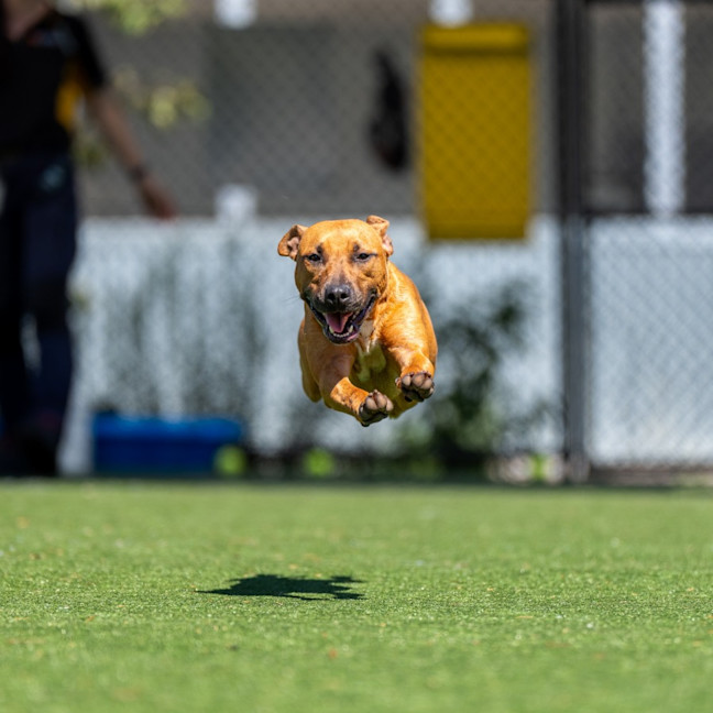 Photo of Cinnamon Imp 2558