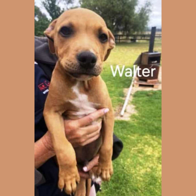 Photo of Walter ~ Staffy X Beagle Puppy