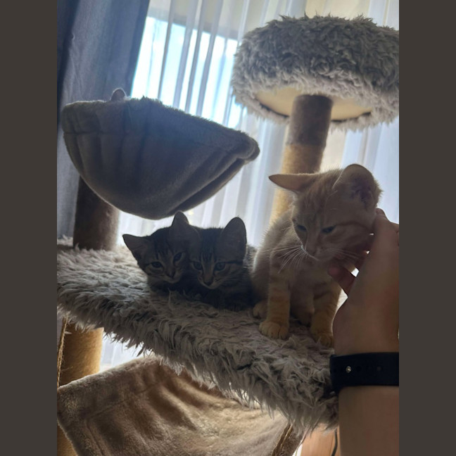 Photo of Noodles