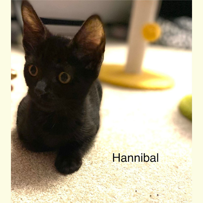 Photo of Hannibal