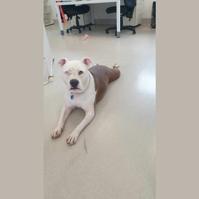 Photo of Lolly