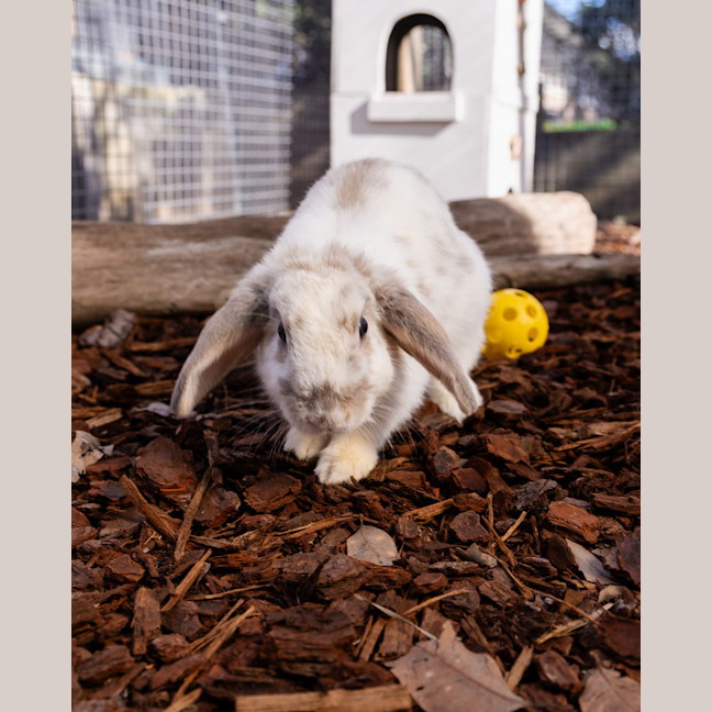Photo of Aries