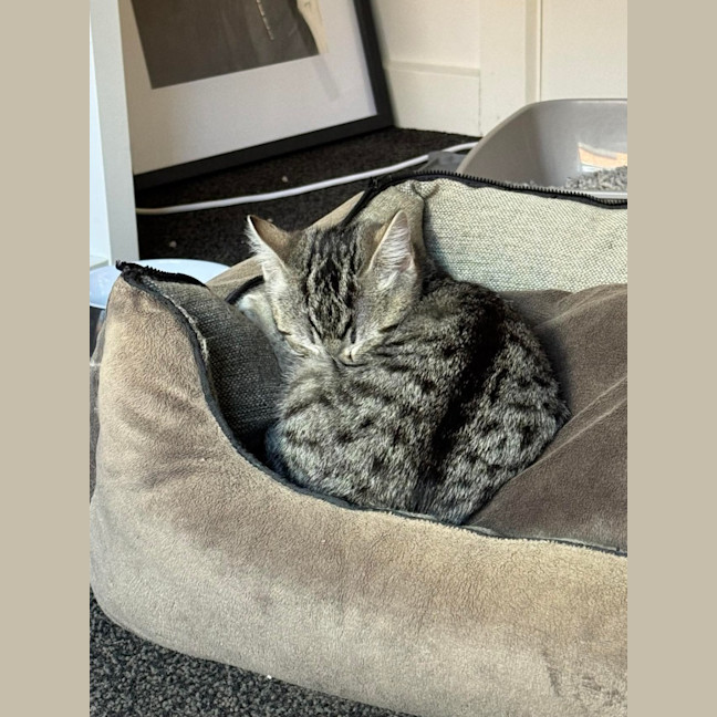 Photo of Maeve Meet Me@Petstock Keysborough 