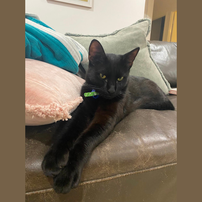 Photo of Slinky   1.5 Year Old Domestic Shorthair