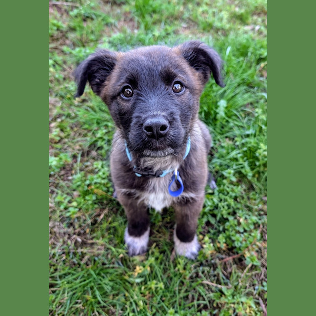Photo of Kiki   10 Week Old Cattle Dog X Weimaraner (Trial)