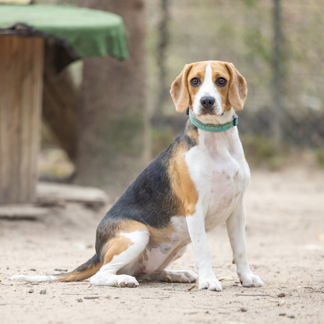 Photo of Honey