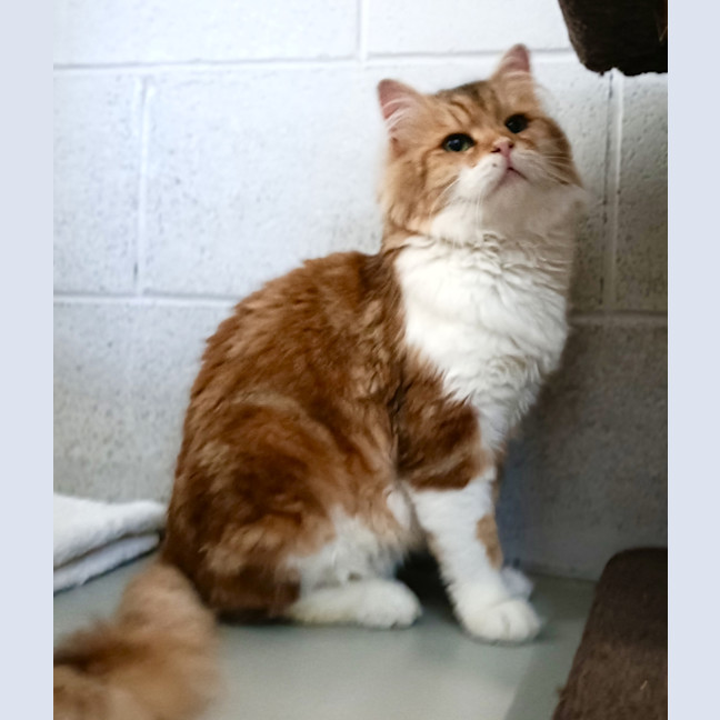 Photo of Laddy / Cat 29