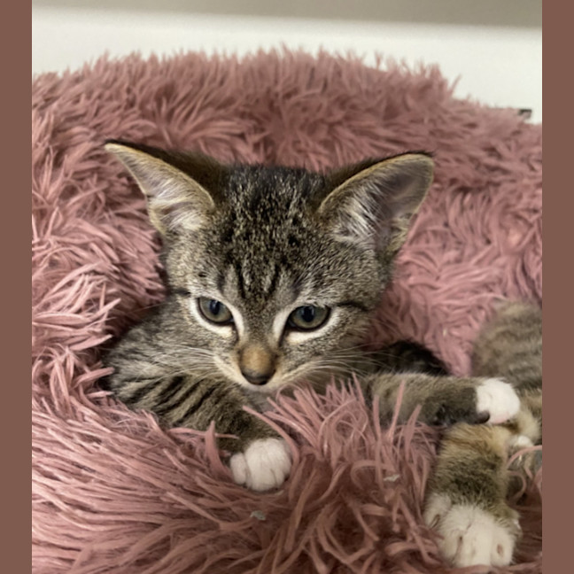 Photo of Cloud – Ringworm Special $49