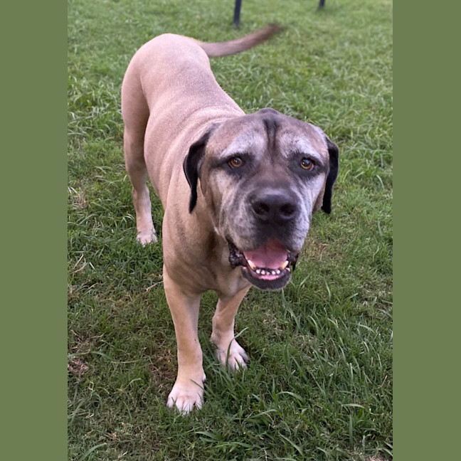 Photo of Bogie *$150 Adoption Fee*