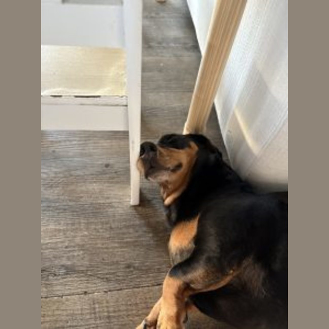Photo of Peanut