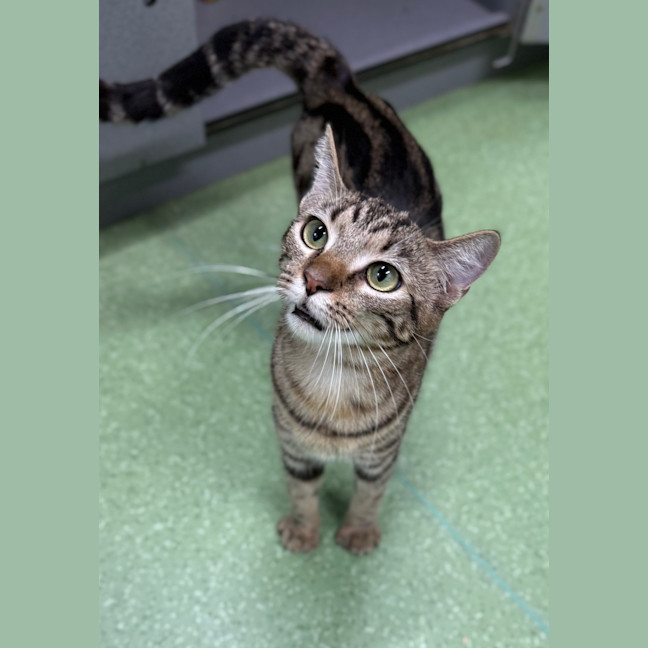Photo of Lucy Honeycat