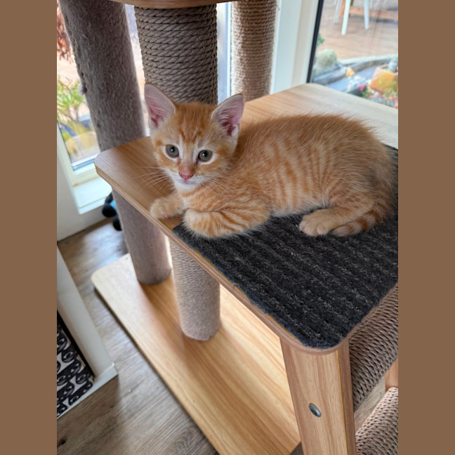 Photo of Tony (De No Toe Za)  Meet Me At Petstock Keysborou