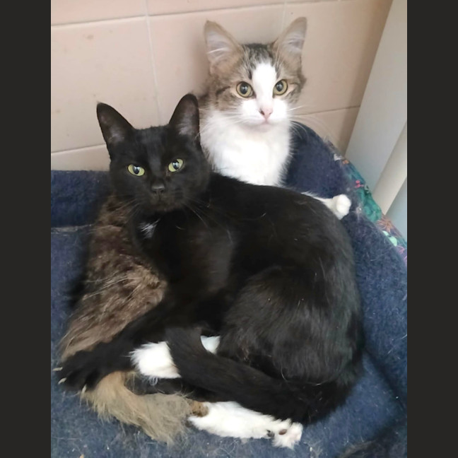 Photo of Drusilla And Spike