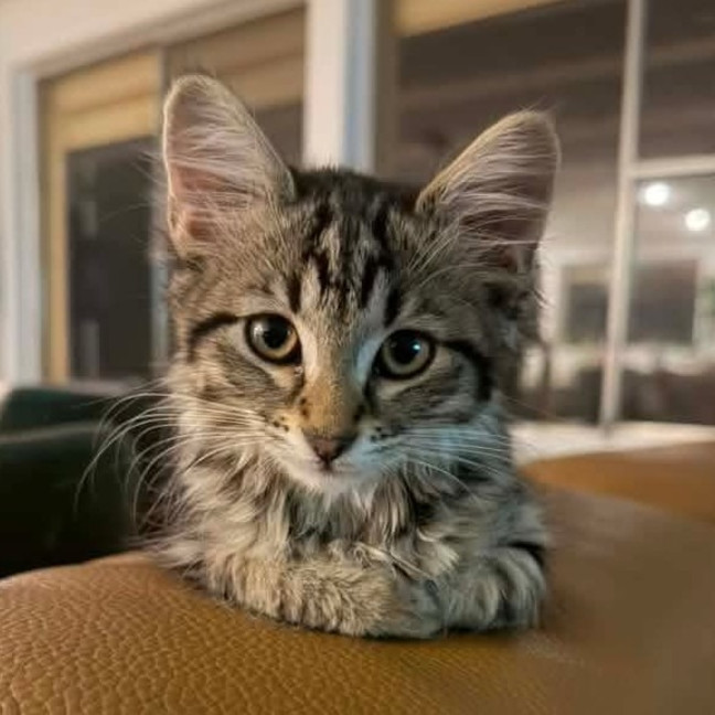 Photo of Cookie