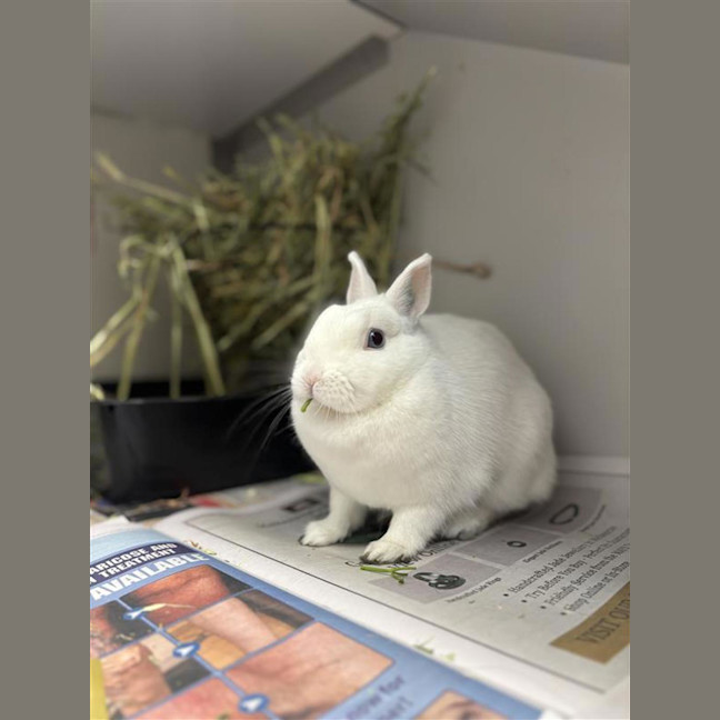 Photo of Baby Cloud