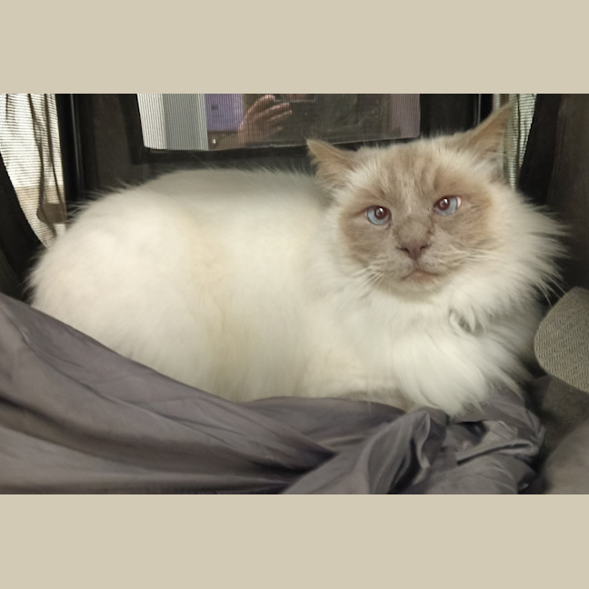 Photo of Leo