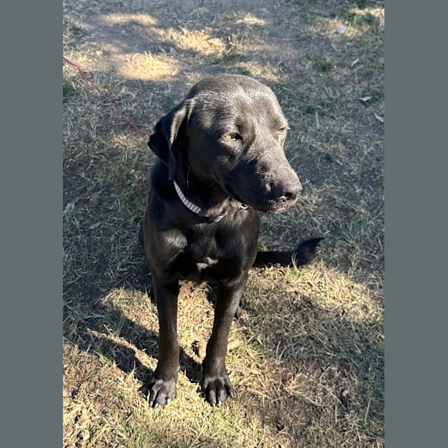 Photo of Loki