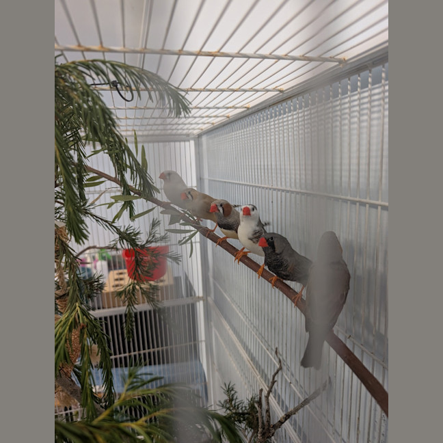 Photo of The Feathered Lucky Charms