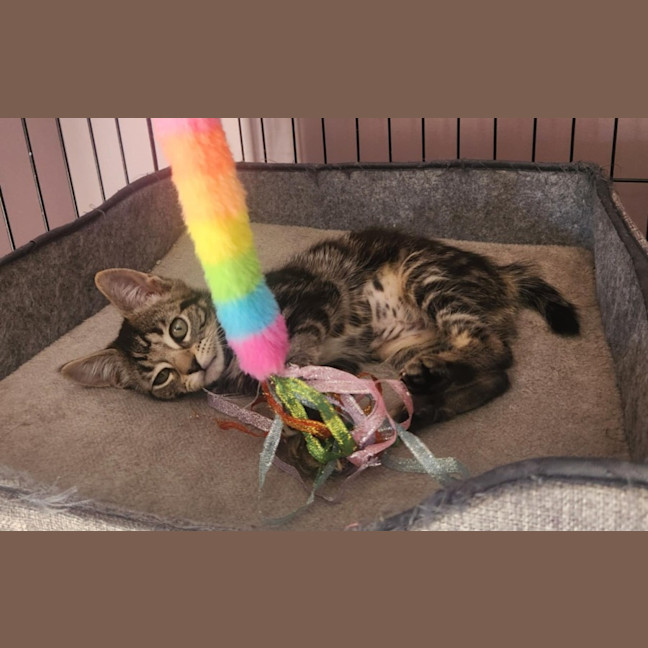 Photo of Emerald  On Display At Vets On Parker, Templestowe