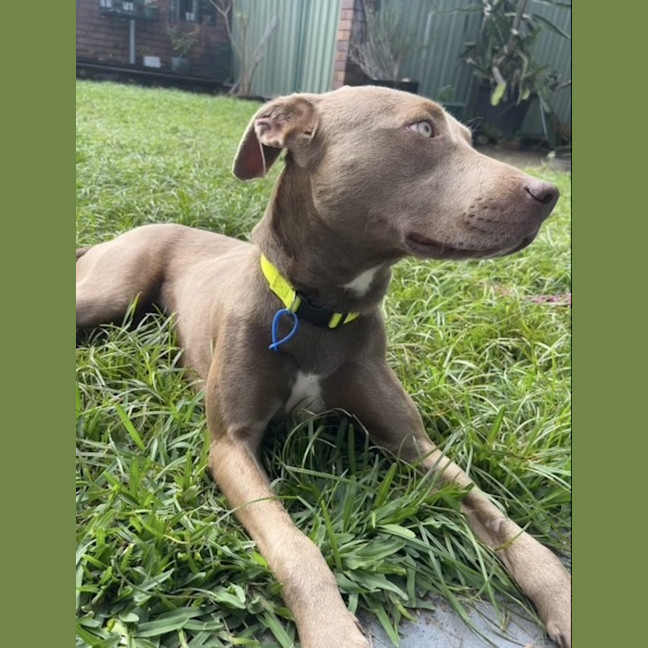 Photo of Pip