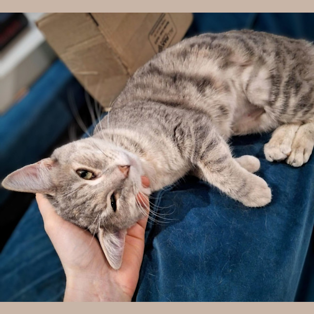 Photo of Dancer 🦌