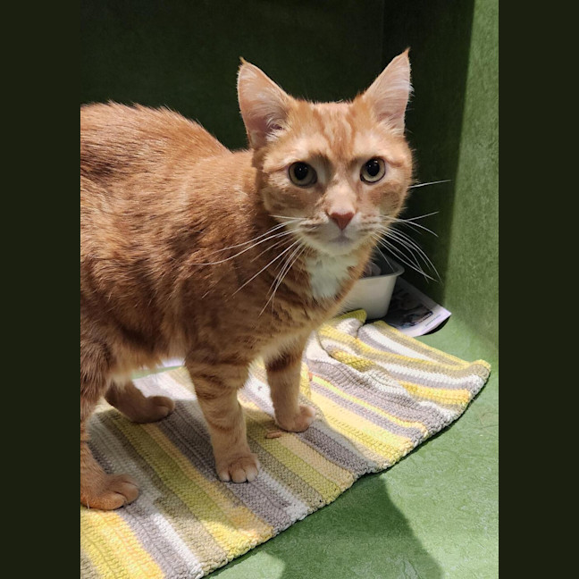 Photo of Otis