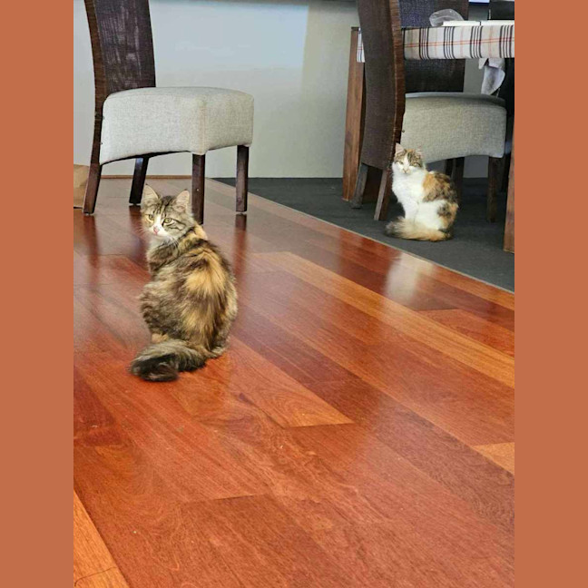 Photo of Amberlee **2nd Chance Cat Rescue**