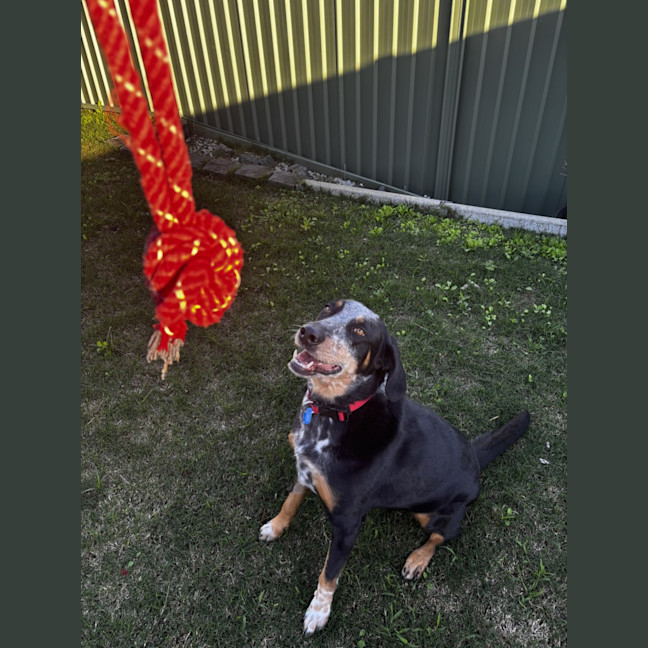 Photo of Luxi *$250 Adoption Fee*