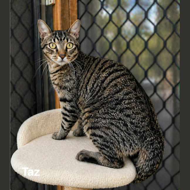 Photo of Taz