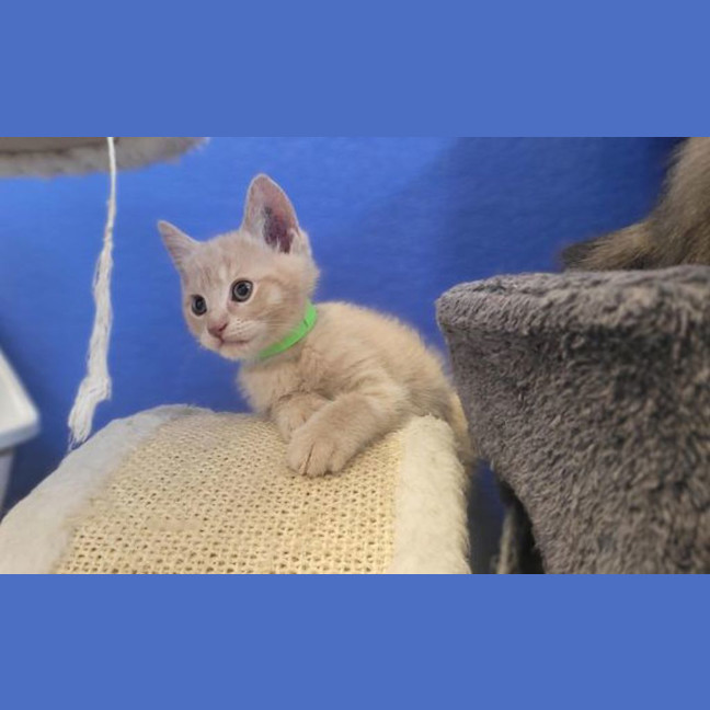 Photo of Waffles