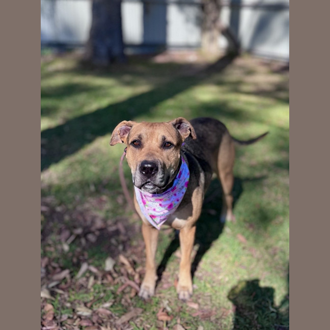 Photo of Mali *$250 Adoption Fee*