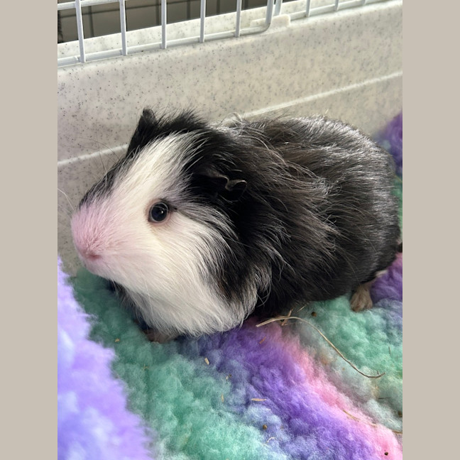 Photo of Melon